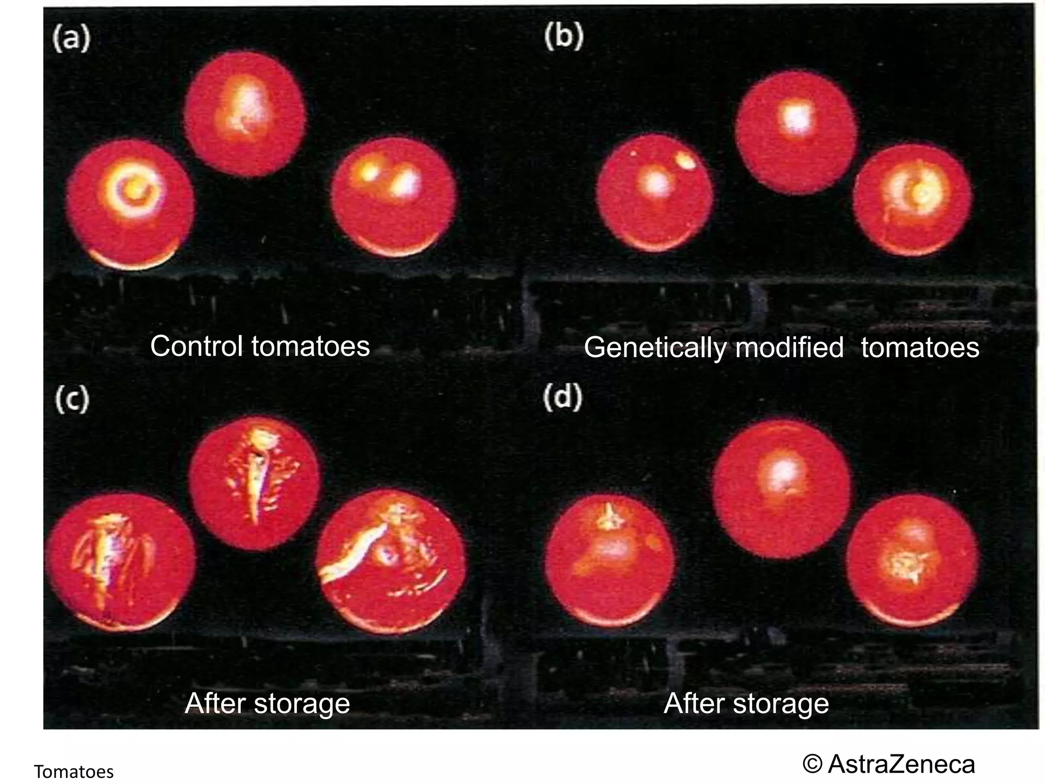 Genetically modifiedControl tomatoesGenetically modified  tomatoesAfter storageAfter storage© AstraZenecaTomatoes