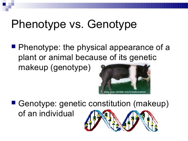 phenotype and genotype