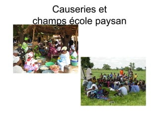 Causeries et
champs école paysan
 