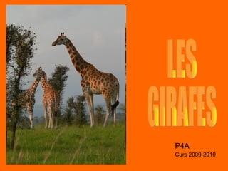 LES  GIRAFES P4A Curs 2009-2010 
