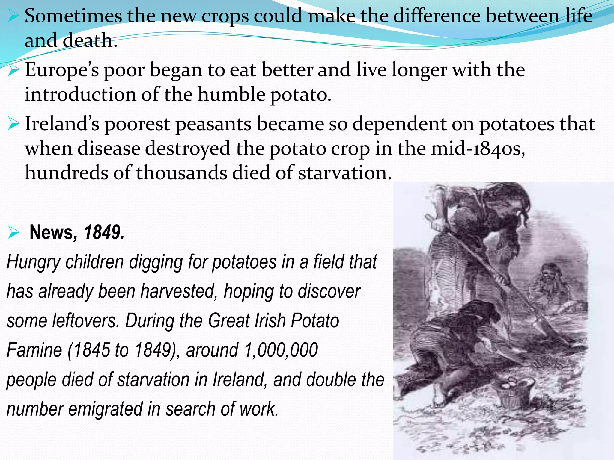  Sometimes the new crops could make the difference between life
and death.
 Europe’s poor began to eat better and live longer with the
introduction of the humble potato.
 Ireland’s poorest peasants became so dependent on potatoes that
when disease destroyed the potato crop in the mid-1840s,
hundreds of thousands died of starvation.
 News, 1849.
Hungry children digging for potatoes in a field that
has already been harvested, hoping to discover
some leftovers. During the Great Irish Potato
Famine (1845 to 1849), around 1,000,000
people died of starvation in Ireland, and double the
number emigrated in search of work.
 