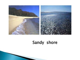 Sandy  shore 