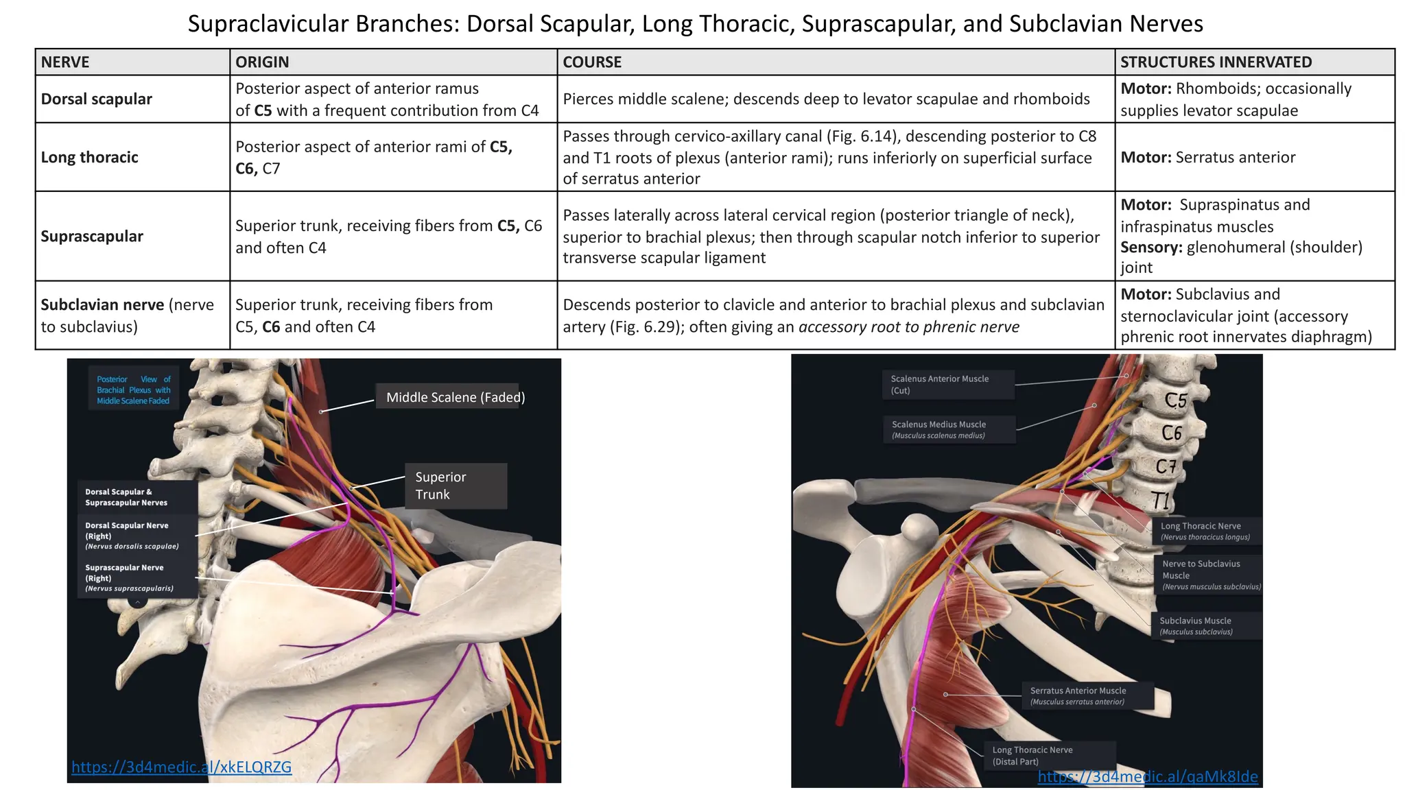 NERVE ORIGIN COURSE STRUCTURES INNERVATED
Dorsal scapular
Posterior aspect of anterior ramus
of C5 with a frequent contribution from C4
Pierces middle scalene; descends deep to levator scapulae and rhomboids
Motor: Rhomboids; occasionally
supplies levator scapulae
Long thoracic
Posterior aspect of anterior rami of C5,
C6, C7
Passes through cervico-axillary canal (Fig. 6.14), descending posterior to C8
and T1 roots of plexus (anterior rami); runs inferiorly on superficial surface
of serratus anterior
Motor: Serratus anterior
Suprascapular
Superior trunk, receiving fibers from C5, C6
and often C4
Passes laterally across lateral cervical region (posterior triangle of neck),
superior to brachial plexus; then through scapular notch inferior to superior
transverse scapular ligament
Motor: Supraspinatus and
infraspinatus muscles
Sensory: glenohumeral (shoulder)
joint
Subclavian nerve (nerve
to subclavius)
Superior trunk, receiving fibers from
C5, C6 and often C4
Descends posterior to clavicle and anterior to brachial plexus and subclavian
artery (Fig. 6.29); often giving an accessory root to phrenic nerve
Motor: Subclavius and
sternoclavicular joint (accessory
phrenic root innervates diaphragm)
Middle Scalene (Faded)
Superior
Trunk
Supraclavicular Branches: Dorsal Scapular, Long Thoracic, Suprascapular, and Subclavian Nerves
https://3d4medic.al/xkELQRZG
https://3d4medic.al/qaMk8Ide
 