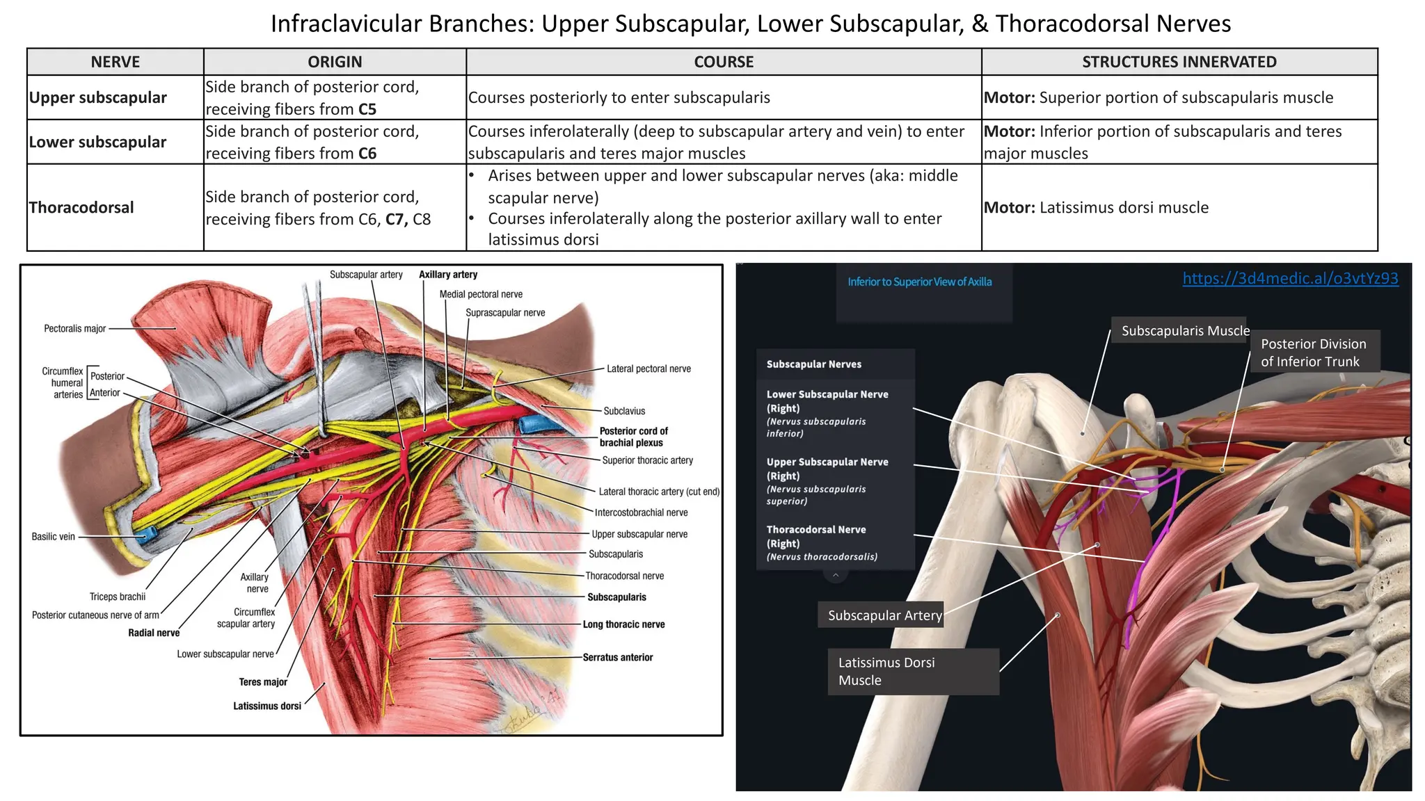 NERVE ORIGIN COURSE STRUCTURES INNERVATED
Upper subscapular
Side branch of posterior cord,
receiving fibers from C5
Courses posteriorly to enter subscapularis Motor: Superior portion of subscapularis muscle
Lower subscapular
Side branch of posterior cord,
receiving fibers from C6
Courses inferolaterally (deep to subscapular artery and vein) to enter
subscapularis and teres major muscles
Motor: Inferior portion of subscapularis and teres
major muscles
Thoracodorsal
Side branch of posterior cord,
receiving fibers from C6, C7, C8
• Arises between upper and lower subscapular nerves (aka: middle
scapular nerve)
• Courses inferolaterally along the posterior axillary wall to enter
latissimus dorsi
Motor: Latissimus dorsi muscle
Subscapular Artery
Latissimus Dorsi
Muscle
Subscapularis Muscle
Posterior Division
of Inferior Trunk
Infraclavicular Branches: Upper Subscapular, Lower Subscapular, & Thoracodorsal Nerves
https://3d4medic.al/o3vtYz93
 