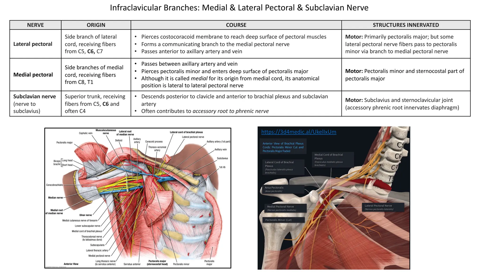 NERVE ORIGIN COURSE STRUCTURES INNERVATED
Lateral pectoral
Side branch of lateral
cord, receiving fibers
from C5, C6, C7
• Pierces costocoracoid membrane to reach deep surface of pectoral muscles
• Forms a communicating branch to the medial pectoral nerve
• Passes anterior to axillary artery and vein
Motor: Primarily pectoralis major; but some
lateral pectoral nerve fibers pass to pectoralis
minor via branch to medial pectoral nerve
Medial pectoral
Side branches of medial
cord, receiving fibers
from C8, T1
• Passes between axillary artery and vein
• Pierces pectoralis minor and enters deep surface of pectoralis major
• Although it is called medial for its origin from medial cord, its anatomical
position is lateral to lateral pectoral nerve
Motor: Pectoralis minor and sternocostal part of
pectoralis major
Subclavian nerve
(nerve to
subclavius)
Superior trunk, receiving
fibers from C5, C6 and
often C4
• Descends posterior to clavicle and anterior to brachial plexus and subclavian
artery
• Often contributes to accessory root to phrenic nerve
Motor: Subclavius and sternoclavicular joint
(accessory phrenic root innervates diaphragm)
Infraclavicular Branches: Medial & Lateral Pectoral & Subclavian Nerve
https://3d4medic.al/UkelIxUm
 