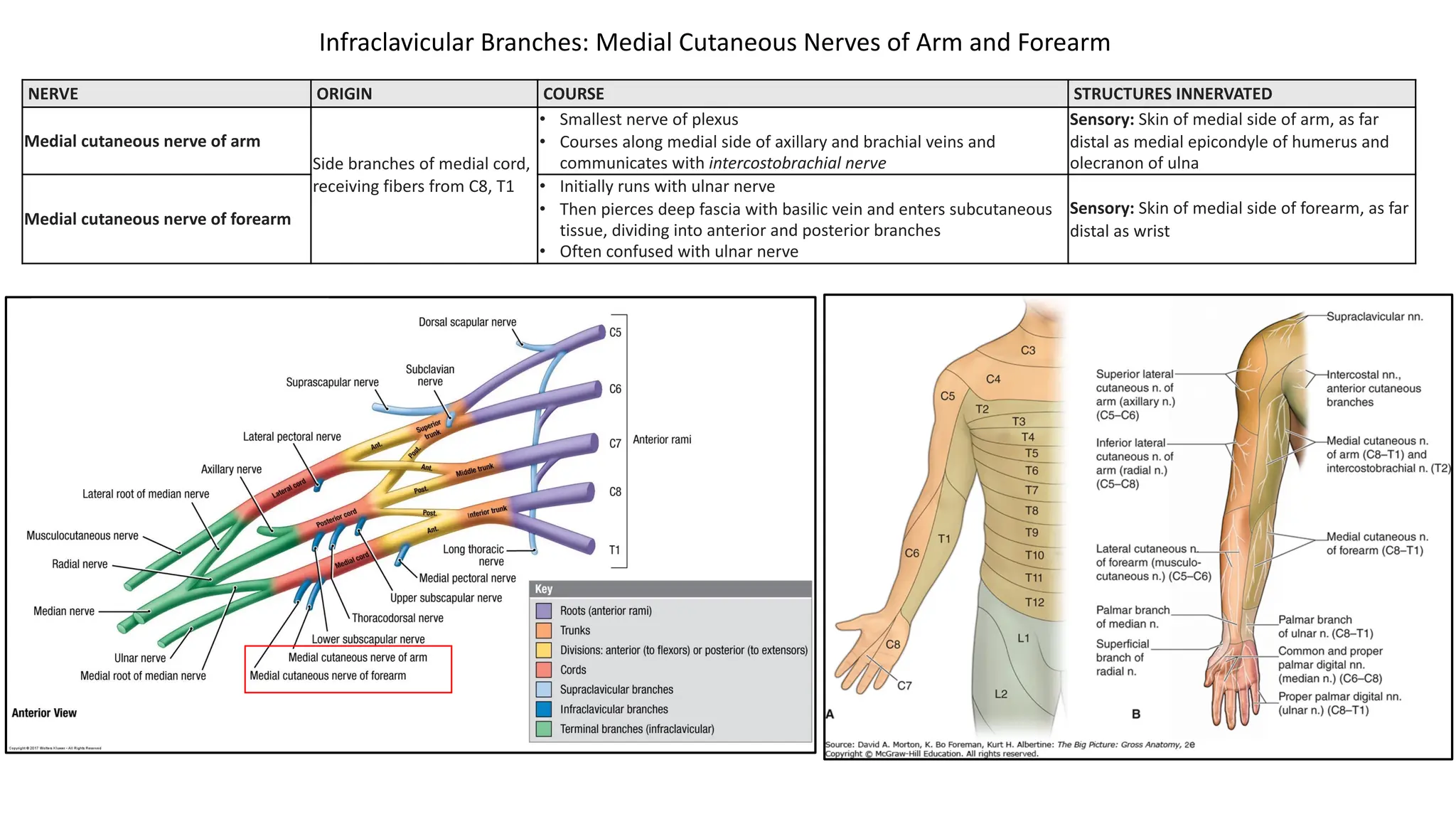 NERVE ORIGIN COURSE STRUCTURES INNERVATED
Medial cutaneous nerve of arm
Side branches of medial cord,
receiving fibers from C8, T1
• Smallest nerve of plexus
• Courses along medial side of axillary and brachial veins and
communicates with intercostobrachial nerve
Sensory: Skin of medial side of arm, as far
distal as medial epicondyle of humerus and
olecranon of ulna
Medial cutaneous nerve of forearm
• Initially runs with ulnar nerve
• Then pierces deep fascia with basilic vein and enters subcutaneous
tissue, dividing into anterior and posterior branches
• Often confused with ulnar nerve
Sensory: Skin of medial side of forearm, as far
distal as wrist
Infraclavicular Branches: Medial Cutaneous Nerves of Arm and Forearm
 