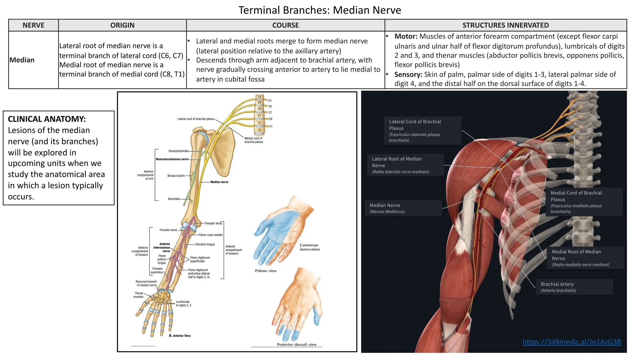 NERVE ORIGIN COURSE STRUCTURES INNERVATED
Median
Lateral root of median nerve is a
terminal branch of lateral cord (C6, C7)
Medial root of median nerve is a
terminal branch of medial cord (C8, T1)
• Lateral and medial roots merge to form median nerve
(lateral position relative to the axillary artery)
• Descends through arm adjacent to brachial artery, with
nerve gradually crossing anterior to artery to lie medial to
artery in cubital fossa
• Motor: Muscles of anterior forearm compartment (except flexor carpi
ulnaris and ulnar half of flexor digitorum profundus), lumbricals of digits
2 and 3, and thenar muscles (abductor pollicis brevis, opponens pollicis,
flexor pollicis brevis)
• Sensory: Skin of palm, palmar side of digits 1-3, lateral palmar side of
digit 4, and the distal half on the dorsal surface of digits 1-4.
Terminal Branches: Median Nerve
CLINICAL ANATOMY:
Lesions of the median
nerve (and its branches)
will be explored in
upcoming units when we
study the anatomical area
in which a lesion typically
occurs.
https://3d4medic.al/Jo1AzG38
 