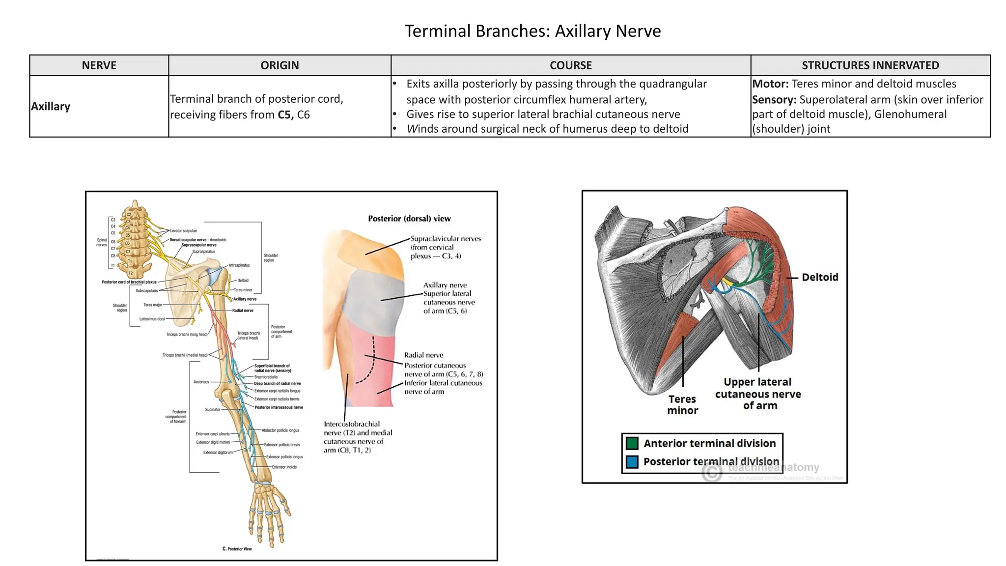 NERVE ORIGIN COURSE STRUCTURES INNERVATED
Axillary
Terminal branch of posterior cord,
receiving fibers from C5, C6
• Exits axilla posteriorly by passing through the quadrangular
space with posterior circumflex humeral artery,
• Gives rise to superior lateral brachial cutaneous nerve
• Winds around surgical neck of humerus deep to deltoid
Motor: Teres minor and deltoid muscles
Sensory: Superolateral arm (skin over inferior
part of deltoid muscle), Glenohumeral
(shoulder) joint
Terminal Branches: Axillary Nerve
 