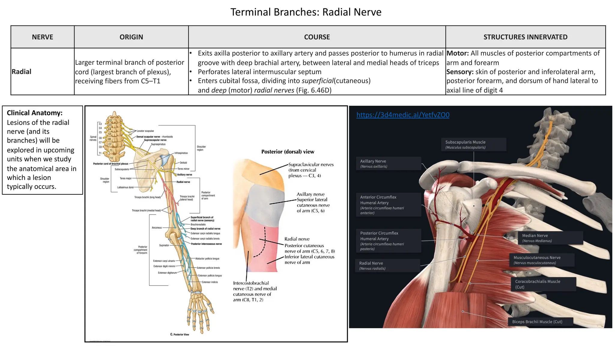 NERVE ORIGIN COURSE STRUCTURES INNERVATED
Radial
Larger terminal branch of posterior
cord (largest branch of plexus),
receiving fibers from C5–T1
• Exits axilla posterior to axillary artery and passes posterior to humerus in radial
groove with deep brachial artery, between lateral and medial heads of triceps
• Perforates lateral intermuscular septum
• Enters cubital fossa, dividing into superficial(cutaneous)
and deep (motor) radial nerves (Fig. 6.46D)
Motor: All muscles of posterior compartments of
arm and forearm
Sensory: skin of posterior and inferolateral arm,
posterior forearm, and dorsum of hand lateral to
axial line of digit 4
Terminal Branches: Radial Nerve
Clinical Anatomy:
Lesions of the radial
nerve (and its
branches) will be
explored in upcoming
units when we study
the anatomical area in
which a lesion
typically occurs.
https://3d4medic.al/YetfvZO0
 