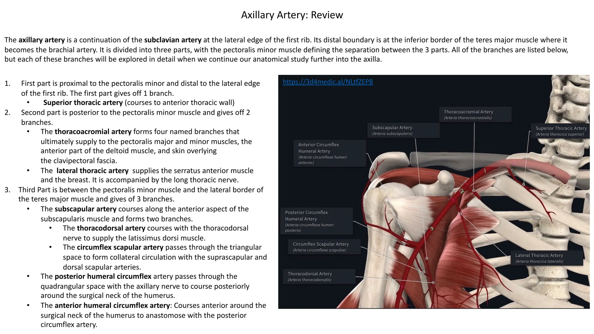 https://3d4medic.al/NLtfZEP8
Axillary Artery: Review
1. First part is proximal to the pectoralis minor and distal to the lateral edge
of the first rib. The first part gives off 1 branch.
• Superior thoracic artery (courses to anterior thoracic wall)
2. Second part is posterior to the pectoralis minor muscle and gives off 2
branches.
• The thoracoacromial artery forms four named branches that
ultimately supply to the pectoralis major and minor muscles, the
anterior part of the deltoid muscle, and skin overlying
the clavipectoral fascia.
• The lateral thoracic artery supplies the serratus anterior muscle
and the breast. It is accompanied by the long thoracic nerve.
3. Third Part is between the pectoralis minor muscle and the lateral border of
the teres major muscle and gives of 3 branches.
• The subscapular artery courses along the anterior aspect of the
subscapularis muscle and forms two branches.
• The thoracodorsal artery courses with the thoracodorsal
nerve to supply the latissimus dorsi muscle.
• The circumflex scapular artery passes through the triangular
space to form collateral circulation with the suprascapular and
dorsal scapular arteries.
• The posterior humeral circumflex artery passes through the
quadrangular space with the axillary nerve to course posteriorly
around the surgical neck of the humerus.
• The anterior humeral circumflex artery: Courses anterior around the
surgical neck of the humerus to anastomose with the posterior
circumflex artery.
The axillary artery is a continuation of the subclavian artery at the lateral edge of the first rib. Its distal boundary is at the inferior border of the teres major muscle where it
becomes the brachial artery. It is divided into three parts, with the pectoralis minor muscle defining the separation between the 3 parts. All of the branches are listed below,
but each of these branches will be explored in detail when we continue our anatomical study further into the axilla.
 