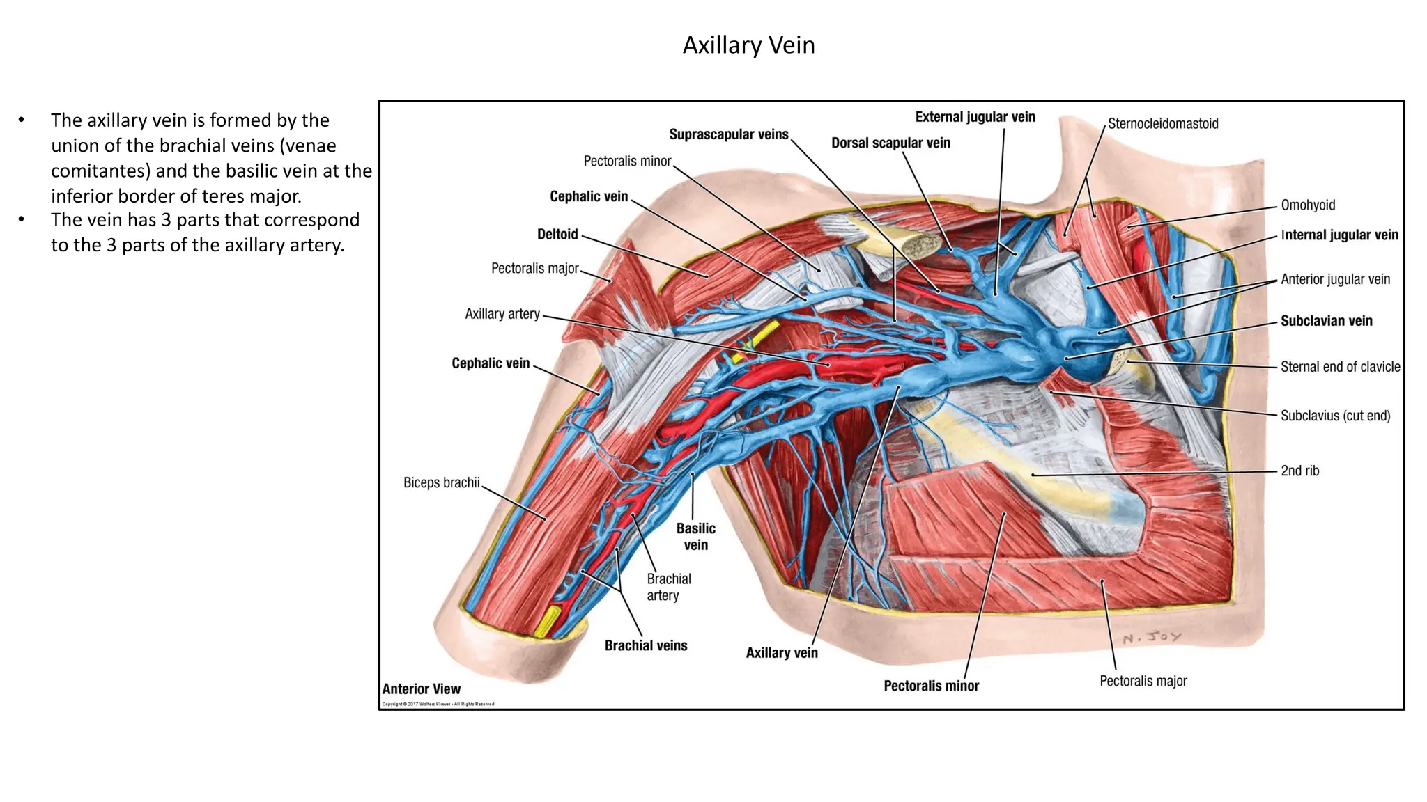 Axillary Vein
• The axillary vein is formed by the
union of the brachial veins (venae
comitantes) and the basilic vein at the
inferior border of teres major.
• The vein has 3 parts that correspond
to the 3 parts of the axillary artery.
 