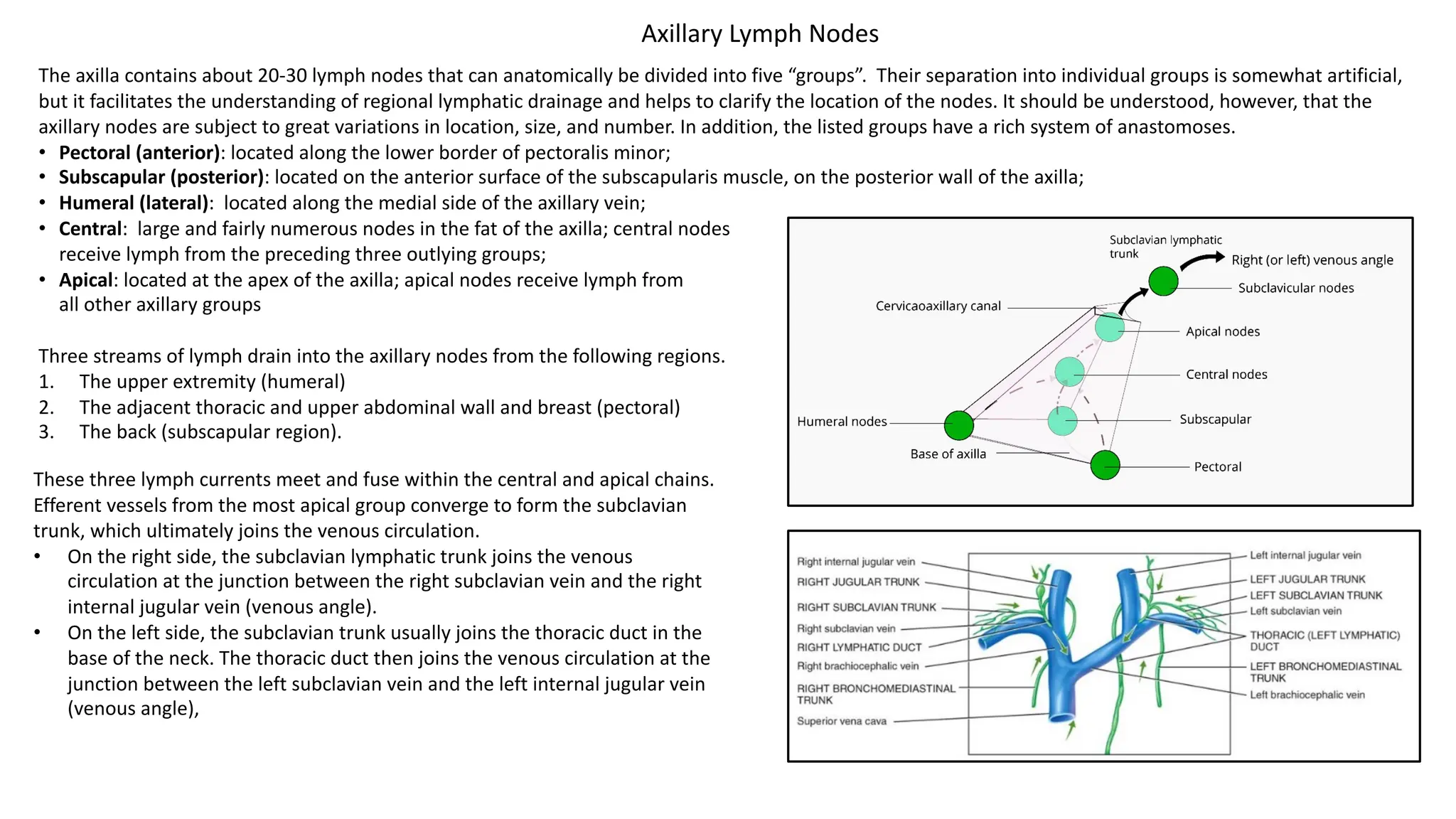 The axilla contains about 20-30 lymph nodes that can anatomically be divided into five “groups”. Their separation into individual groups is somewhat artificial,
but it facilitates the understanding of regional lymphatic drainage and helps to clarify the location of the nodes. It should be understood, however, that the
axillary nodes are subject to great variations in location, size, and number. In addition, the listed groups have a rich system of anastomoses.
• Pectoral (anterior): located along the lower border of pectoralis minor;
• Subscapular (posterior): located on the anterior surface of the subscapularis muscle, on the posterior wall of the axilla;
• Humeral (lateral): located along the medial side of the axillary vein;
• Central: large and fairly numerous nodes in the fat of the axilla; central nodes
receive lymph from the preceding three outlying groups;
• Apical: located at the apex of the axilla; apical nodes receive lymph from
all other axillary groups
Three streams of lymph drain into the axillary nodes from the following regions.
1. The upper extremity (humeral)
2. The adjacent thoracic and upper abdominal wall and breast (pectoral)
3. The back (subscapular region).
Axillary Lymph Nodes
These three lymph currents meet and fuse within the central and apical chains.
Efferent vessels from the most apical group converge to form the subclavian
trunk, which ultimately joins the venous circulation.
• On the right side, the subclavian lymphatic trunk joins the venous
circulation at the junction between the right subclavian vein and the right
internal jugular vein (venous angle).
• On the left side, the subclavian trunk usually joins the thoracic duct in the
base of the neck. The thoracic duct then joins the venous circulation at the
junction between the left subclavian vein and the left internal jugular vein
(venous angle),
 