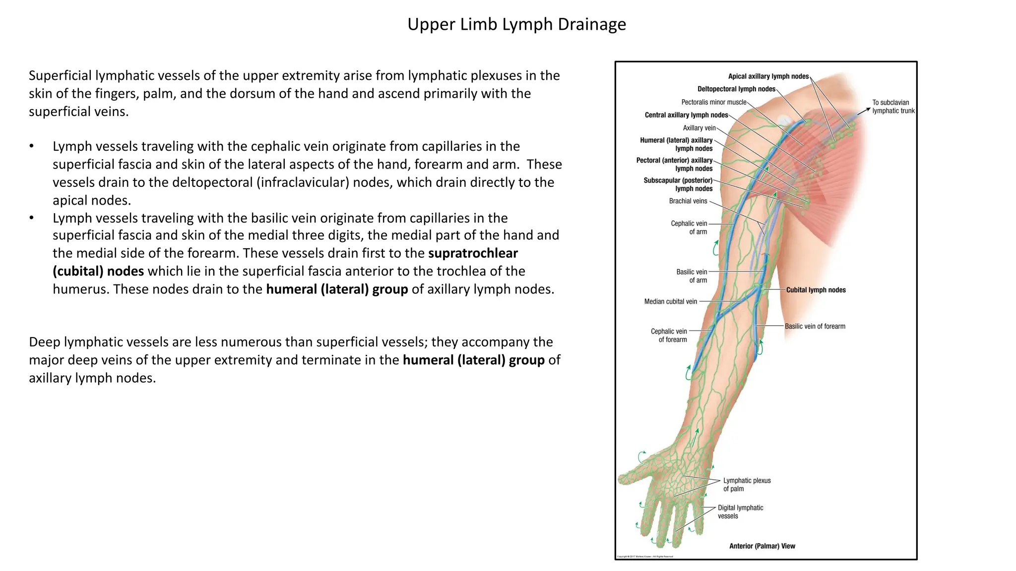 Superficial lymphatic vessels of the upper extremity arise from lymphatic plexuses in the
skin of the fingers, palm, and the dorsum of the hand and ascend primarily with the
superficial veins.
• Lymph vessels traveling with the cephalic vein originate from capillaries in the
superficial fascia and skin of the lateral aspects of the hand, forearm and arm. These
vessels drain to the deltopectoral (infraclavicular) nodes, which drain directly to the
apical nodes.
• Lymph vessels traveling with the basilic vein originate from capillaries in the
superficial fascia and skin of the medial three digits, the medial part of the hand and
the medial side of the forearm. These vessels drain first to the supratrochlear
(cubital) nodes which lie in the superficial fascia anterior to the trochlea of the
humerus. These nodes drain to the humeral (lateral) group of axillary lymph nodes.
Deep lymphatic vessels are less numerous than superficial vessels; they accompany the
major deep veins of the upper extremity and terminate in the humeral (lateral) group of
axillary lymph nodes.
Upper Limb Lymph Drainage
 