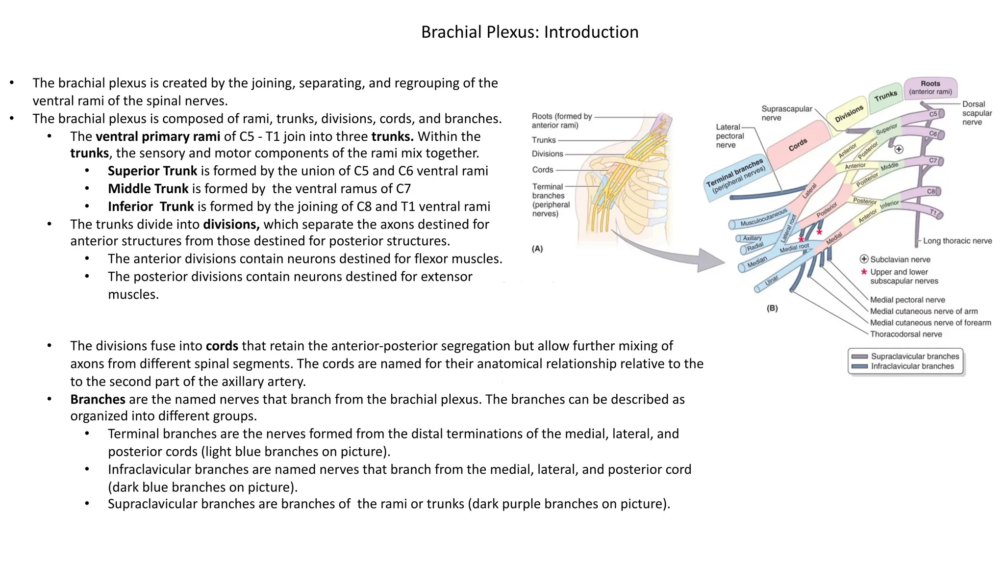 • The brachial plexus is created by the joining, separating, and regrouping of the
ventral rami of the spinal nerves.
• The brachial plexus is composed of rami, trunks, divisions, cords, and branches.
• The ventral primary rami of C5 - T1 join into three trunks. Within the
trunks, the sensory and motor components of the rami mix together.
• Superior Trunk is formed by the union of C5 and C6 ventral rami
• Middle Trunk is formed by the ventral ramus of C7
• Inferior Trunk is formed by the joining of C8 and T1 ventral rami
• The trunks divide into divisions, which separate the axons destined for
anterior structures from those destined for posterior structures.
• The anterior divisions contain neurons destined for flexor muscles.
• The posterior divisions contain neurons destined for extensor
muscles.
• The divisions fuse into cords that retain the anterior-posterior segregation but allow further mixing of
axons from different spinal segments. The cords are named for their anatomical relationship relative to the
to the second part of the axillary artery.
• Branches are the named nerves that branch from the brachial plexus. The branches can be described as
organized into different groups.
• Terminal branches are the nerves formed from the distal terminations of the medial, lateral, and
posterior cords (light blue branches on picture).
• Infraclavicular branches are named nerves that branch from the medial, lateral, and posterior cord
(dark blue branches on picture).
• Supraclavicular branches are branches of the rami or trunks (dark purple branches on picture).
Brachial Plexus: Introduction
 