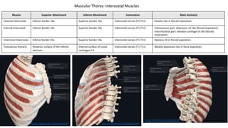 Muscle Superior Attachment Inferior Attachment Innervation Main Action(s)
External Intercostal Inferior border ribs Superior border ribs Intercostal nerves (T1-T11) Elevate ribs in forced inspiration
Internal Intercostal Inferior border ribs Superior border ribs Intercostal nerves (T1-T11) Interosseous part: depresses all ribs (forced expiration)
Interchondral part: elevates cartilage of ribs (forced
inspiration)
Innermost Intercostal Inferior border ribs Superior border ribs Intercostal nerves (T1-T11) Depress rib in forced expiration
Transversus thoracis Posterior surface of the inferior
sternum
Internal surface of costal
cartilages 2-6
Intercostal nerves (T1-T11) Weakly depresses ribs in force expiration
Muscular Thorax: Intercostal Muscles
https://3d4medic.al/UfdLfsUB
https://3d4medic.al/qM0yPybM
https://3d4medic.al/omUeuAAE
 