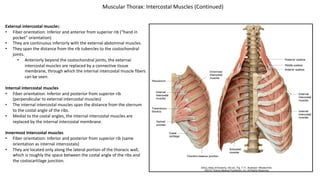External intercostal muscles:
• Fiber orientation: Inferior and anterior from superior rib (“hand in
pocket” orientation)
• They are continuous inferiorly with the external abdominal muscles.
• They span the distance from the rib tubercles to the costochondral
joints.
• Anteriorly beyond the costochondral joints, the external
intercostal muscles are replaced by a connective tissue
membrane, through which the internal intercostal muscle fibers
can be seen.
Internal intercostal muscles
• Fiber orientation: Inferior and posterior from superior rib
(perpendicular to external intercostal muscles)
• The internal intercostal muscles span the distance from the sternum
to the costal angle of the ribs.
• Medial to the costal angles, the internal intercostal muscles are
replaced by the internal intercostal membrane.
Innermost Intercostal muscles
• Fiber orientation: Inferior and posterior from superior rib (same
orientation as internal intercostals)
• They are located only along the lateral portion of the thoracic wall,
which is roughly the space between the costal angle of the ribs and
the costocartilage junction.
Muscular Thorax: Intercostal Muscles (Continued)
 
