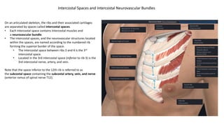 On an articulated skeleton, the ribs and their associated cartilages
are separated by spaces called intercostal spaces.
• Each intercostal space contains intercostal muscles and
a neurovascular bundle.
• The intercostal spaces, and the neurovascular structures located
within the spaces, are named according to the numbered rib
forming the superior border of the space.
• The intercostal space between ribs 3 and 4 is the 3rd
intercostal space.
• Located in the 3rd intercostal space (inferior to rib 3) is the
3rd intercostal nerve, artery, and vein.
Note that the space inferior to the 12th rib is referred to as
the subcostal space containing the subcostal artery, vein, and nerve
(anterior ramus of spinal nerve T12).
Intercostal Spaces and Intercostal Neurovascular Bundles
https://3d4medic.al/vygmb69W
 