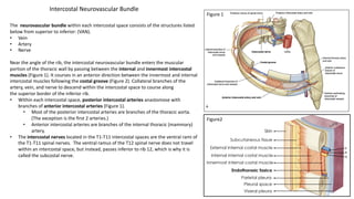 The neurovascular bundle within each intercostal space consists of the structures listed
below from superior to inferior: (VAN).
• Vein
• Artery
• Nerve
Near the angle of the rib, the intercostal neurovascular bundle enters the muscular
portion of the thoracic wall by passing between the internal and innermost intercostal
muscles (Figure 1). It courses in an anterior direction between the innermost and internal
intercostal muscles following the costal groove (Figure 2). Collateral branches of the
artery, vein, and nerve to descend within the intercostal space to course along
the superior border of the inferior rib.
• Within each intercostal space, posterior intercostal arteries anastomose with
branches of anterior intercostal arteries (Figure 1).
• Most of the posterior intercostal arteries are branches of the thoracic aorta.
(The exception is the first 2 arteries.)
• Anterior intercostal arteries are branches of the internal thoracic (mammary)
artery.
• The intercostal nerves located in the T1-T11 intercostal spaces are the ventral rami of
the T1-T11 spinal nerves. The ventral ramus of the T12 spinal nerve does not travel
within an intercostal space, but instead, passes inferior to rib 12, which is why it is
called the subcostal nerve.
Figure 1
Figure2
Intercostal Neurovascular Bundle
 