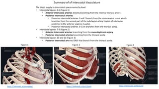 The blood supply to intercostal spaces varies by level.
• Intercostal spaces 1-6 (Figure 1)
• Anterior intercostal arteries directly branching from the internal thoracic artery
• Posterior intercostal arteries
• Posterior intercostal arteries 1 and 2 branch from the costocervical trunk, which
branches from the second part of the subclavian artery (region of subclavian
posterior to the anterior scalene muscle).
• Posterior intercostal arteries 3-6 are branches from the thoracic aorta.
• Intercostal spaces 7-9 (Figure 2)
• Anterior intercostal arteries branching from the musculophrenic artery
• Posterior intercostal arteries branching from the thoracic aorta
• Intercostal spaces 10 and 11 (Figure 3)
• Posterior intercostal arteries ONLY that branch from the thoracic aorta.
Summary of of Intercostal Vasculature
Figure 3
Figure 2
Figure 1
https://3d4medic.al/qnmqbbgC https://3d4medic.al/gvCZQvk9 https://3d4medic.al/JBo6urJG
 