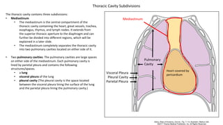 The thoracic cavity contains three subdivisions:
• Mediastinum
• The mediastinum is the central compartment of the
thoracic cavity containing the heart, great vessels, trachea,
esophagus, thymus, and lymph nodes. It extends from
the superior thoracic aperture to the diaphragm and can
further be divided into different regions, which will be
explained in a later slide.
• The mediastinum completely separates the thoracic cavity
into two pulmonary cavities located on either side of it.
• Two pulmonary cavities: The pulmonary cavities are large spaces
on either side of the mediastinum. Each pulmonary cavity is
lined by parietal pleura and contains the following
structures/spaces.
• a lung
• visceral pleura of the lung
• pleural cavity (The pleural cavity is the space located
between the visceral pleura lining the surface of the lung
and the parietal pleura lining the pulmonary cavity.)
Pulmonary
Cavity
Pleural Cavity
Mediastinum
Heart covered by
pericardium
Thoracic Cavity Subdivisions
Visceral Pleura
Parietal Pleura
 