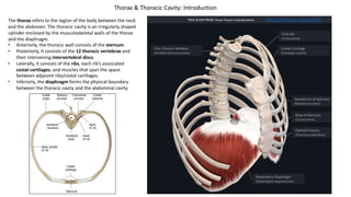 The thorax refers to the region of the body between the neck
and the abdomen. The thoracic cavity is an irregularly shaped
cylinder enclosed by the musculoskeletal walls of the thorax
and the diaphragm.
• Anteriorly, the thoracic wall consists of the sternum.
• Posteriorly, it consists of the 12 thoracic vertebrae and
their intervening intervertebral discs.
• Laterally, it consists of the ribs, each rib’s associated
costal cartilages, and muscles that span the space
between adjacent ribs/costal cartilages.
• Inferiorly, the diaphragm forms the physical boundary
between the thoracic cavity and the abdominal cavity.
Thorax & Thoracic Cavity: Introduction
https://3d4medic.al/enFsQOFf
 
