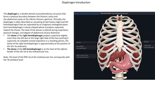 Diaphragm Introduction
https://3d4medic.al/fGzhXu26
The diaphragm is a double-domed musculotendinous structure that
forms a physical boundary between the thoracic cavity and
the abdominal cavity at the inferior thoracic aperture. Clinically, the
diaphragm is often described as consisting of two halves (right and left
hemidiaphragm) that are separated by an imaginary midsagittal plane.
Each hemidiaphragm is dome-shaped where it projects superiorly
toward the thorax. The level of the domes is altered during respiration,
postural changes, and degree of abdominal viscera distention
• The dome of the right hemidiaphragm projects superiorly slightly
more than the left due to the large right lobe of the liver pushing it
superiorly. At complete normal expiration in a standing person, the
dome of the right hemidiaphragm is approximately at the position of
the 5th rib anteriorly.
• The dome of the left hemidiaphragm is at the level of the inferior
border of the 5th rib at the midclavicular line.
Note: The level of the fifth rib at the midclavicular line corresponds with
the T8 vertebral level.
 