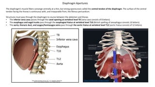 Diaphragm Apertures
https://3d4medic.al/Mo7vYdQs
The diaphragm’s muscle fibers converge centrally at a thin, but strong aponeurosis called the central tendon of the diaphragm. The surface of the central
tendon facing the thorax is continuous with, and inseparable from, the fibrous pericardium.
Structures must pass through the diaphragm to course between the abdomen and thorax.
• The inferior vena cava passes through the caval opening at vertebral level T8 (vena cava consists of 8 letters).
• The esophagus and vagal trunks pass through the esophageal hiatus at vertebral level T10 (British spelling of oesophagus consists 10 letters).
• The aorta, thoracic duct, and azygos/hemiazygos veins pass through the aortic hiatus at vertebral level T12 (aortic hiatus consists of 12 letters).
 