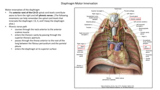 Motor innervation of the diaphragm
• The anterior rami of the C3-C5 spinal cord levels contribute
axons to form the right and left phrenic nerves. (The following
mnemonic can help remember the spinal cord levels that
innervate the diaphragm: C3, 4, and 5 keep the diaphragm
alive.)
• Phrenic nerve path
• courses through the neck anterior to the anterior
scalene muscle
• enters the thoracic cavity by passing through the
superior thoracic aperture.
• passes through the thorax anterior to the root of the
lung between the fibrous pericardium and the parietal
pleura
• enters the diaphragm at its superior surface
Diaphragm Motor Innervation
 