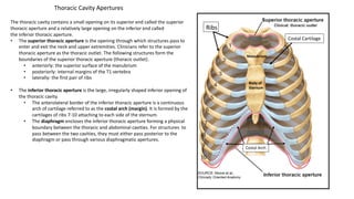 The thoracic cavity contains a small opening on its superior end called the superior
thoracic aperture and a relatively large opening on the inferior end called
the inferior thoracic aperture.
• The superior thoracic aperture is the opening through which structures pass to
enter and exit the neck and upper extremities. Clinicians refer to the superior
thoracic aperture as the thoracic outlet. The following structures form the
boundaries of the superior thoracic aperture (thoracic outlet).
• anteriorly: the superior surface of the manubrium
• posteriorly: internal margins of the T1 vertebra
• laterally: the first pair of ribs
• The inferior thoracic aperture is the large, irregularly shaped inferior opening of
the thoracic cavity.
• The anterolateral border of the inferior thoracic aperture is a continuous
arch of cartilage referred to as the costal arch (margin). It is formed by the
cartilages of ribs 7-10 attaching to each side of the sternum.
• The diaphragm encloses the inferior thoracic aperture forming a physical
boundary between the thoracic and abdominal cavities. For structures to
pass between the two cavities, they must either pass posterior to the
diaphragm or pass through various diaphragmatic apertures.
Manubrium
Ribs
Costal Cartilage
Body of
Sternum
Thoracic Cavity Apertures
Costal Arch
 