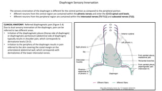 The sensory innervation of the diaphragm is different for the central portion as compared to the peripheral portion.
• Afferent neurons from the central region are contained within the phrenic nerves and enter the C3-C5 spinal cord levels.
• Afferent neurons from the peripheral region are contained within the intercostal nerves (T5-T-11) and subcostal nerves (T12).
CLINICAL ANATOMY: Referred diaphragmatic pain (Figure 5.4)
Due to dual sensory innervation of the diaphragm, pain can be
referred to two different areas.
• Irritation of the diaphragmatic pleura (thorax side of diaphragm)
or diaphragmatic peritoneum (abdominal side of diaphragm)
typically results in shoulder pain, which corresponds to
dermatome levels C3-C5.
• Irritation to the periphery of the diaphragm results in pain
referred to the skin covering the costal margin on the
anterolateral abdominal wall, which corresponds with
dermatomes of the lower intercostal nerves.
Diaphragm Sensory Innervation
 