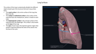 The surface of the lung is anatomically divided into different
regions based upon the structures that each lung surface
faces.
• The costal surface is the entire surface of the lung that
faces the ribs.
• The medial or mediastinal surface is the surface of the
lung that faces the mediastinum, which is medial to each
lung.
• The diaphragmatic surface is the concave surface of the
lung that faces the diaphragm. This surface is also known
as the base of the lung.
• The apex of each lung is the tapered superior region that
projects superiorly beyond the level of the clavicle into
the base of the neck.
Lung Surfaces
https://3d4medic.al/ziJVfZWw
 