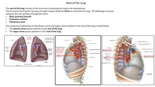 The root of the lung consists of the structures connecting the lung to the mediastinum.
The structures forming the root pass through a space called the hilum to enter/exit the lung. The following structures
compose the root and pass through the hilum.
• Main (primary) bronchi
• Pulmonary arteries
• Pulmonary veins
The anatomical relationship of the phrenic nerve and vagus nerves relative to the root of the lung is listed below.
• The phrenic nerve passes anterior to the root of the lung.
• The vagus nerve passes posterior to the root of the lung.
Root
Root
Root of the Lung
 