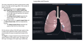 The lung is separated into lobes by deep grooves called
fissures. The right and left lungs differ in the number of
lobes and fissures.
• The right lung consists of a superior (upper)
lobe, middle lobe, and an inferior (lower) lobe.
• The horizontal (minor) fissure is only present
on the right lung and separates the superior
and middle lobes.
• The oblique fissure (major) separates the
inferior lobe from both the middle and
superior lobes.
• The left lung consists of a superior (upper) lobe and
an inferior (lower) lobe, which are separated by
fissures.
• The oblique (major( fissure separates the
superior lobe from the inferior lobe.
On the anterior surface of the left lung's superior lobe,
a visible notch called the cardiac notch is present to
accommodate the space occupied by the apex of the
heart.
The lingula is a tongue-shaped structure that forms the
inferior border of the cardiac notch. The lingula is the
left lung's homologue of the right lung's middle lobe.
https://3d4medic.al/C4Du45Px
Lung Lobes and Fissures
 