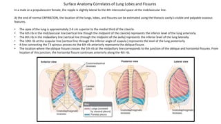 In a male or a prepubescent female, the nipple is slightly lateral to the 4th intercostal space at the midclavicular line.
At the end of normal EXPIRATION, the location of the lungs, lobes, and fissures can be estimated using the thoracic cavity’s visible and palpable osseous
features.
• The apex of the lung is approximately 2-4 cm superior to the medial third of the clavicle.
• The 6th rib in the midclavicular line (vertical line though the midpoint of the clavicle) represents the inferior level of the lung anteriorly.
• The 8th rib in the midaxillary line (vertical line through the midpoint of the axilla) represents the inferior level of the lung laterally.
• The 10th rib at the scapular line (vertical line through the inferior angle of scapula.) represents the level of the lung posteriorly.
• A line connecting the T3 spinous process to the 6th rib anteriorly represents the oblique fissure.
• The location where the oblique fissure crosses the 5th rib at the midaxillary line corresponds to the junction of the oblique and horizontal fissures. From
location of this junction, the horizontal fissure continues anteriorly along the 4th rib.
Surface Anatomy Correlates of Lung Lobes and Fissures
 