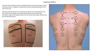 The lobes of the lungs are often auscultated and percussed using a pattern similar
to the one shown. In addition, the apex of each lung is typically evaluated in the
root of the neck.
Note that posterior thorax isn’t usually percussed over the scapula because the
bone and its surrounding muscles alter the percussion sounds. Note that
the inferior angle of the scapula overlies the 7th rib and may project inferiorly into
the 7th intercostal space.
Lung Auscultation
 