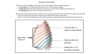 The thorax consists of 12 ribs on each side, which can be organized into the following groups.
• The true ribs (ribs 1-7) attach directly to the sternum via their costal cartilages.
• The false ribs (ribs 8-10) attach indirectly to the sternum via the costal cartilage of the superior rib.
• The floating ribs (ribs 11-12) do not attach to the sternum.
Ribs can also be described as typical or atypical. For our purposes, we will describe the details of a typical rib (next slide).
• Ribs 3-9 are the typical ribs, which means they are anatomically similar to each other.
• Ribs 1,2, and 10-12 are atypical ribs, which means they have anatomical features that differ from the typical ribs.
Osseous Thorax: Ribs
Typical Ribs:
Ribs 3-9
 