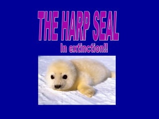 THE HARP SEAL In extinction!! 