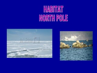 HABITAT NORTH POLE 