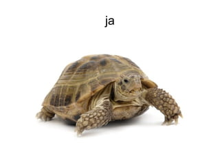 ja
 