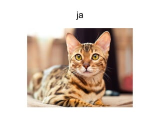 ja
 