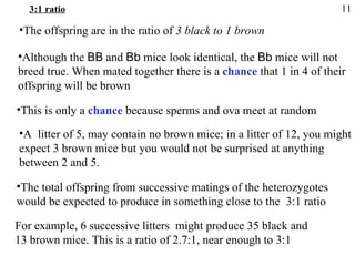 3:1 ratio The offspring are in the ratio of  3 black to 1 brown Although the  BB   and  Bb  mice look identical, the  Bb  mice will not breed true. When mated together there is a  chance   that 1 in 4 of their offspring will be brown This is only a  chance  because sperms and ova meet at random A  litter of 5, may contain no brown mice; in a litter of 12, you might expect 3 brown mice but you would not be surprised at anything  between 2 and 5. The total offspring from successive matings of the heterozygotes  would be expected to produce in something close to the  3:1 ratio For example, 6 successive litters  might produce 35 black and  13 brown mice. This is a ratio of 2.7:1, near enough to 3:1 11 