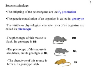 Some terminology The offspring of the heterozgotes are the  F 2  generation The genetic constitution of an organism is called its  genotype The visible or physiological characteristics of an organism are  called its  phenotype -The phenotype of this mouse is black. Its genotype is  BB BB -The phenotype of this mouse is  also black, but its genotype is  Bb Bb -The phenotype of this mouse is  brown .  Its genotype is  bb   bb 12 
