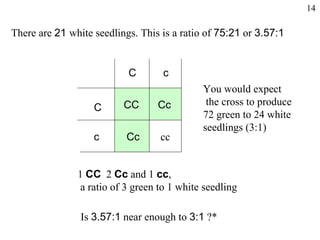 There are  21  white seedlings. This is a ratio of  75:21  or  3.57:1 Is  3.57:1  near enough to  3:1  ?* 1  CC   2  Cc   and 1  cc , a ratio of 3 green to 1 white seedling You would expect the cross to produce  72 green to 24 white  seedlings (3:1) c C c C cc 14 CC Cc Cc 