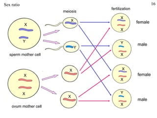 Sex ratio sperm mother cell ovum mother cell meiosis fertilization female female male male 16 X Y X X X Y X X X X X X X Y X Y 