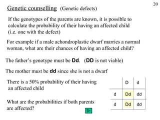 Genetic counselling If the genotypes of the parents are known, it is possible to  calculate the probability of their having an affected child  (i.e. one with the defect) For example if a male achondroplastic dwarf marries a normal woman, what are their chances of having an affected child? The father’s genotype must be  Dd .  ( DD  is not viable)  The mother must be  dd  since she is not a dwarf There is a 50% probability of their having an affected child What are the probabilities if both parents  are affected? (Genetic defects) 20 D d d d Dd Dd dd dd 