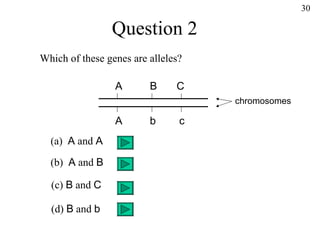 Question 2 Which of these genes are alleles? (a)  A  and  A (b)  A  and  B (c)  B  and  C (d)  B  and  b chromosomes 30 A B C A b c 