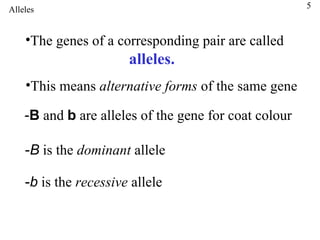 Alleles The genes of a corresponding pair are called  alleles. This means  alternative forms  of the same gene - B   and  b  are alleles of the gene for coat colour - B  is the  dominant  allele - b   is the  recessive  allele 5 