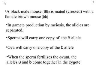 F 1 A black male mouse  ( BB )  is mated (crossed) with a female brown mouse  ( bb ) In gamete production by meiosis, the alleles are separated. Sperms will carry one copy of  the  B   allele  Ova will carry one copy of the  b  allele When the sperm fertilizes the ovum, the alleles  B  and  b  come together in the zygote 6 