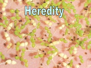 Heredity Heredity 