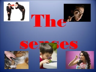 The
senses

 